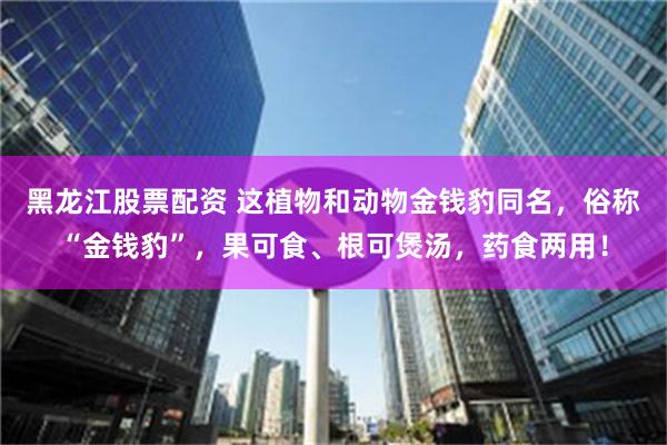 黑龙江股票配资 这植物和动物金钱豹同名，俗称“金钱豹”，果可食、根可煲汤，药食两用！