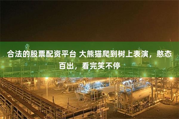 合法的股票配资平台 大熊猫爬到树上表演，憨态百出，看完笑不停