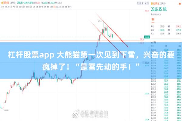 杠杆股票app 大熊猫第一次见到下雪，兴奋的要疯掉了！“是雪先动的手！”