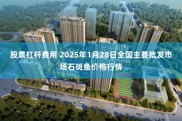 股票杠杆费用 2025年1月28日全国主要批发市场石斑鱼价格行情