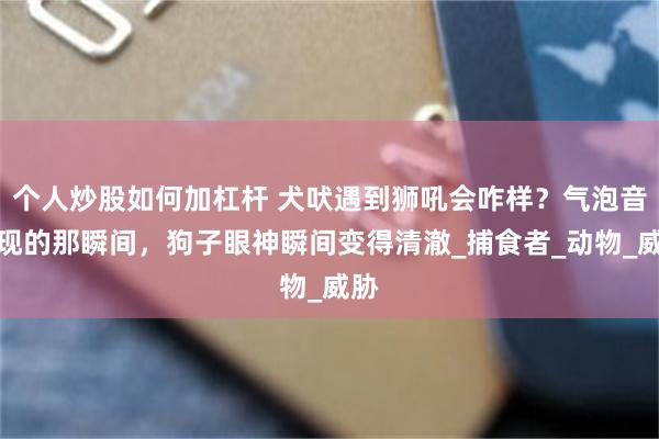 个人炒股如何加杠杆 犬吠遇到狮吼会咋样？气泡音出现的那瞬间，狗子眼神瞬间变得清澈_捕食者_动物_威胁